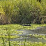 2024-10 - Népal - J11 - Parc National de Chitwan - 023